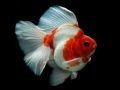 ゲーム金魚ジグソーパズルオンライン