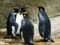 ゲームキングペンギンジグソーオンライン