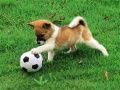 ゲーム遊び心満載の子犬アウトドアパズルオンライン