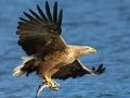 ゲーム飛ぶ鳥のスライドオンライン