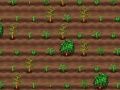ゲームお茶作りオンライン
