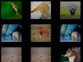 ゲーム動物の記憶オンライン