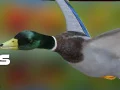 ゲームカモハンター：秋の森オンライン