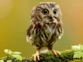 ゲーム動物の隠れた星オンライン