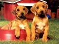 ゲーム子犬ペアパズルオンライン