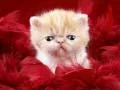 ゲーム面白い子猫オンライン