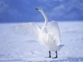 ゲーム優雅な白鳥オンライン ゲーム優雅な白鳥オンライン