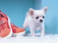 ゲームかわいい子犬のパズルオンライン ゲームかわいい子犬のパズルオンライン
