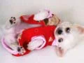 ゲームかわいい子犬スライダーオンライン