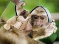 ゲームチンパンジーパズルオンライン