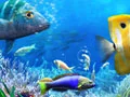ゲーム釣りに行こうオンライン