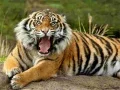 ゲーム動物ジグソーパズル トラオンライン ゲーム動物ジグソーパズル トラオンライン