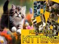 ゲームパズル滑る子猫オンライン