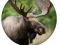ゲーム動物クイズオンライン