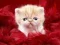 ゲーム面白い子猫オンライン