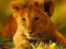 ゲーム野生の赤ちゃん動物ジグソーオンライン