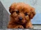 ゲーム子犬パズルオンライン