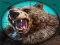 ゲーム野生のクマ狩りオンライン