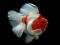 ゲーム金魚ジグソーパズルオンライン