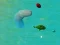 ゲームハッピーサメ.ioオンライン