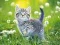 ゲーム子猫のジグソーパズルオンライン