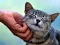 ゲームくすぐっている猫オンライン