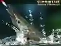 ゲーム夏の湖オンライン