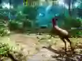 ゲームハンター3Dオンライン