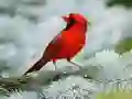 ゲーム鳥のパズルオンライン ゲーム鳥のパズルオンライン