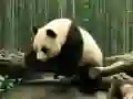 ゲームパンダパズルオンライン ゲームパンダパズルオンライン