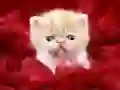 ゲーム面白い子猫オンライン