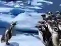 ゲームペンギンスライドオンライン
