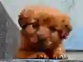 ゲーム子犬パズルオンライン ゲーム子犬パズルオンライン
