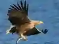 ゲーム飛ぶ鳥のスライドオンライン ゲーム飛ぶ鳥のスライドオンライン