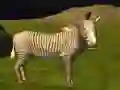 ゲーム本物のジャングル動物狩りオンライン