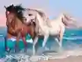 ゲーム動物ジグソーパズル:馬オンライン ゲーム動物ジグソーパズル:馬オンライン
