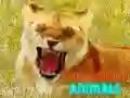 ゲーム面白い笑う動物たちオンライン ゲーム面白い笑う動物たちオンライン