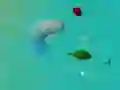 ゲームハッピーサメ.ioオンライン