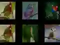 ゲーム鳥を覚えようオンライン ゲーム鳥を覚えようオンライン