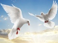 ゲーム飛んでいる鳥オンライン