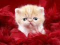 ゲーム面白い子猫オンライン