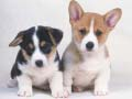 ゲームかわいい子犬のパズルオンライン