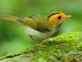 ゲーム鳥のスライドオンライン