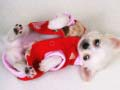ゲームかわいい子犬スライダーオンライン