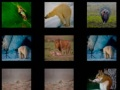 ゲーム動物の記憶オンライン