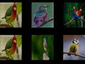 ゲーム鳥を覚えようオンライン