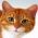 猫を見つけてください オンライン