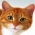 猫を見つけてください オンライン